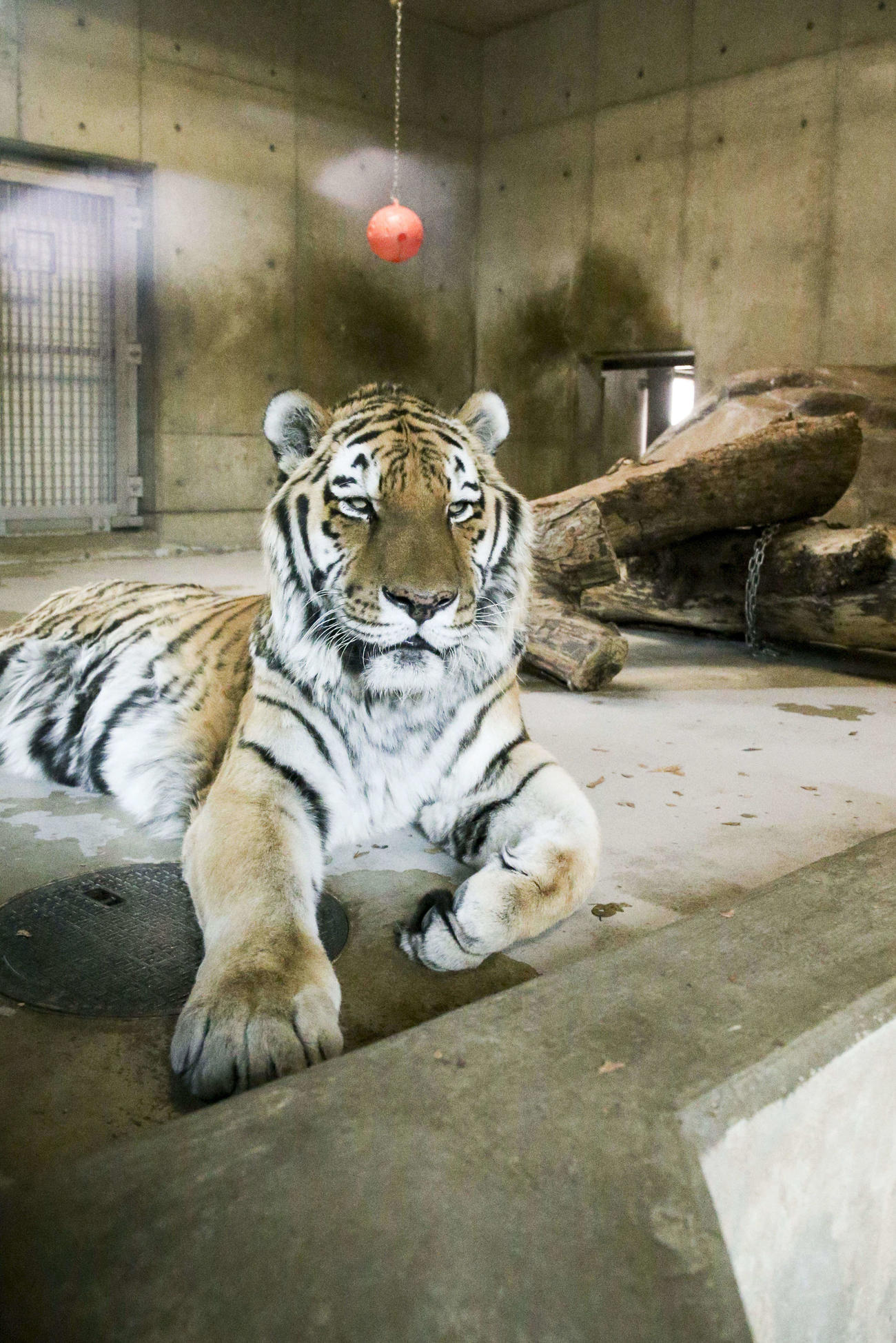 阪神ファンも知る天王寺動物園のアムールトラのセンイチ（撮影・上山淳一）