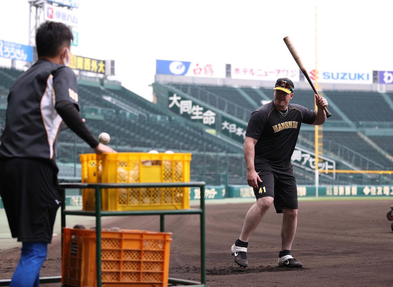 甲子園球場で自主トレする阪神・ジャスティン・ボーア（球団提供）