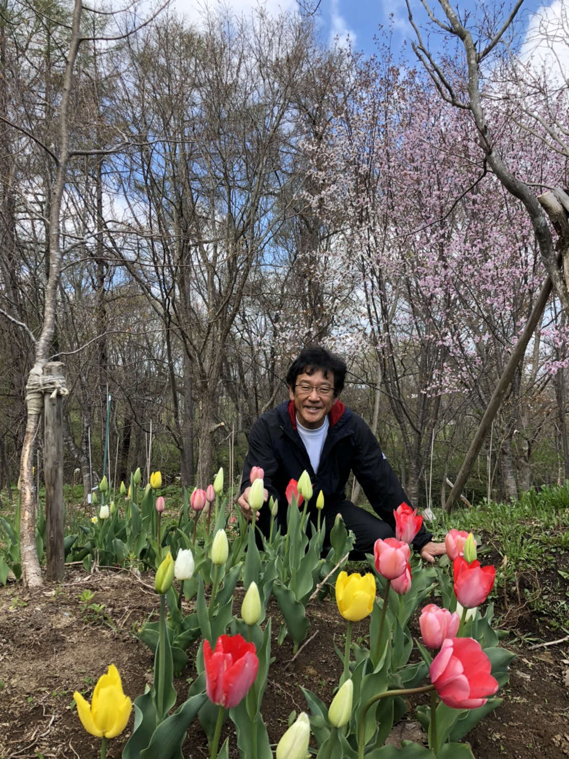 栗山町の「栗の樹ファーム」で桜やチューリップに囲まれて笑顔の日本ハム栗山監督（球団提供）