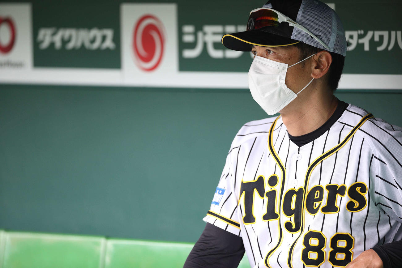 26日、ベンチから練習を見守る矢野監督（球団提供）