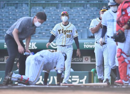 阪神対広島　6回裏阪神1死一塁、右足に死球を受けた糸原健斗に歩み寄る矢野燿大監督（撮影・上田博志）