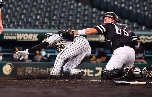 阪神対ソフトバンク 8回裏阪神1死三塁、島田海吏は大山悠輔の三ゴロで本塁生還を狙うも憤死する(撮影・上田博志)