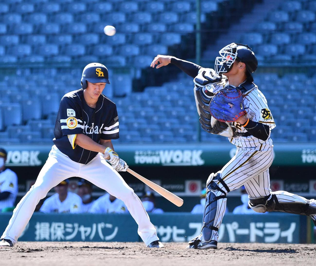 阪神対ソフトバンク　5回表ソフトバンク1死一塁、二盗を狙う甲斐を刺す坂本（撮影・上田博志）