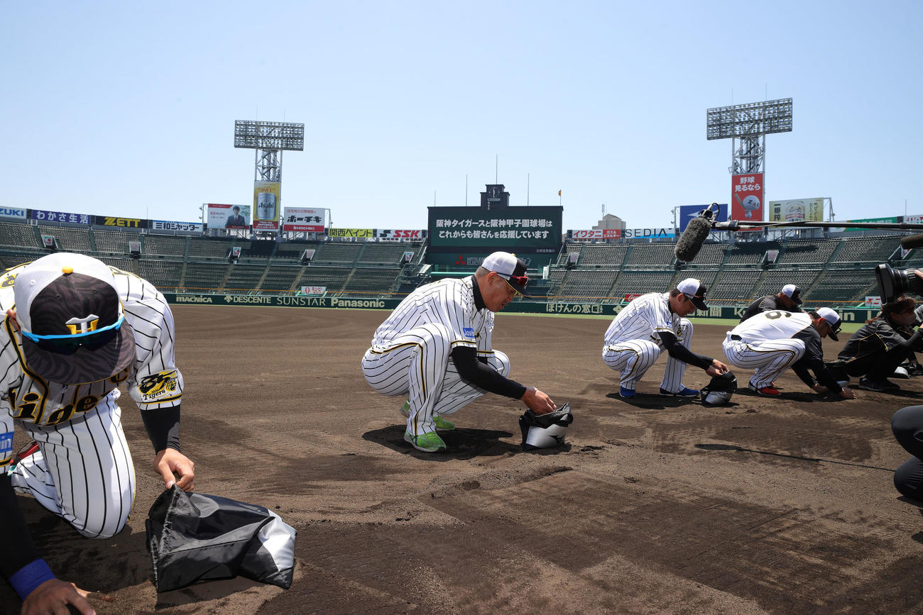 甲子園の土を集める阪神ナイン（球団提供）