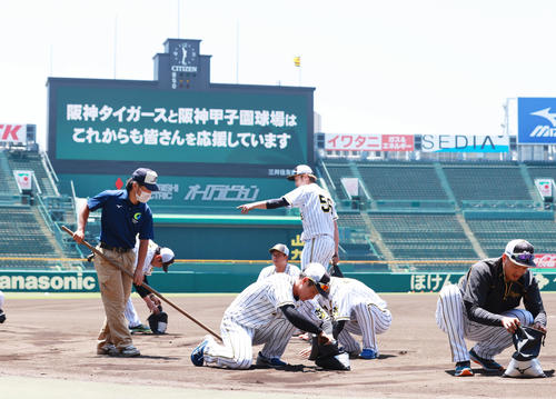 練習開始を前に土を集める阪神の選手たち（撮影・清水貴仁）