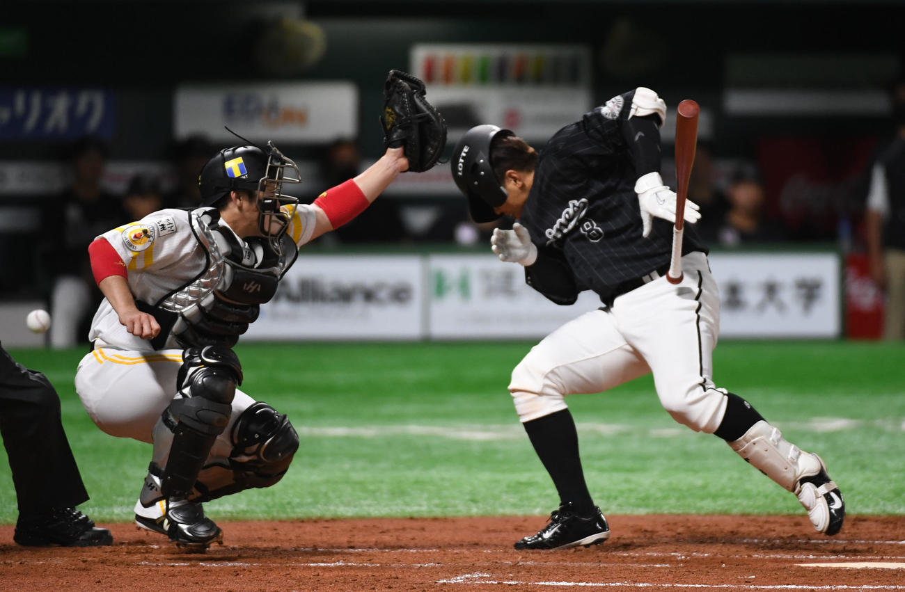 2回表ロッテ無死一、二塁、中村奨吾は二保旭から頭部に死球を受ける（撮影・今浪浩三）