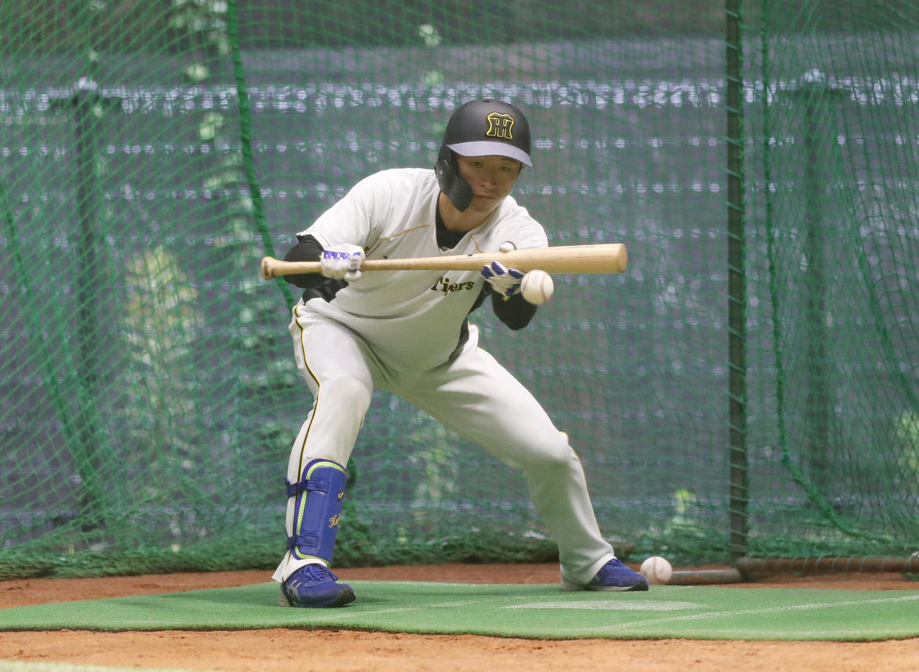 広島対阪神　フリー打撃でバント練習を繰り返す阪神近本（撮影・前田充）