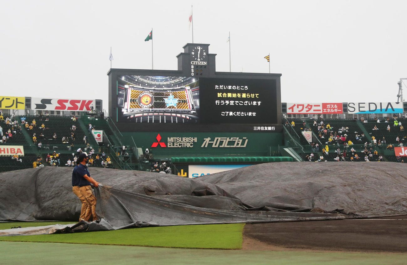 阪神対DeNA　阪神園芸が試合開始に向けシートをはがす（撮影・清水貴仁）