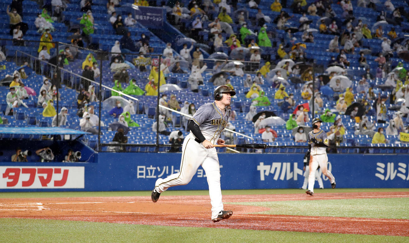 ヤクルト対阪神　2回表阪神2死満塁、満塁弾を放ち、打球を見つながら、ゆっくりとダイヤモンドを回るボーア（撮影・狩俣裕三）