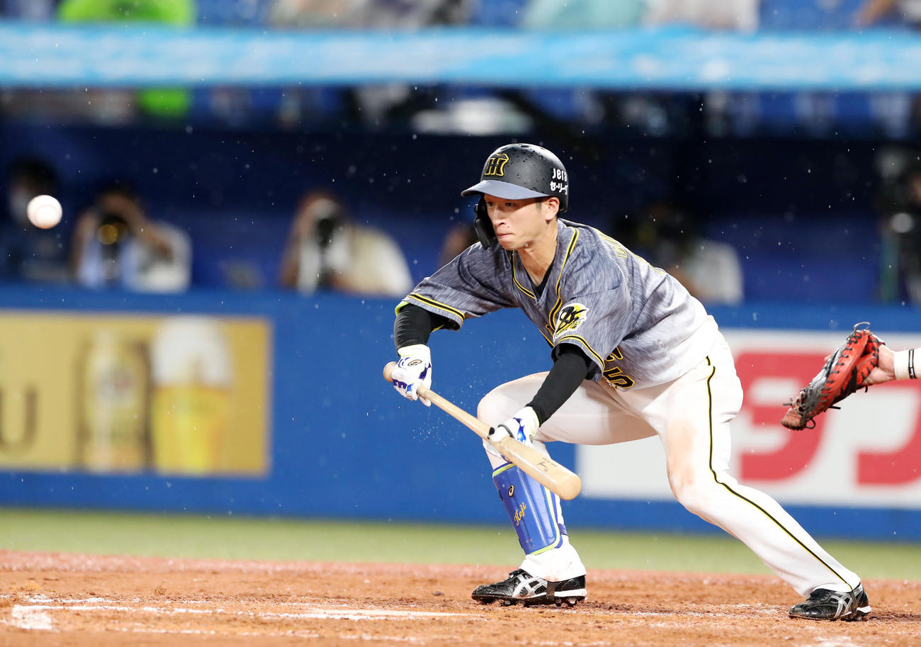 ヤクルト対阪神　3回表阪神無死二塁、近本は三塁線にバントを決める（撮影・加藤哉）