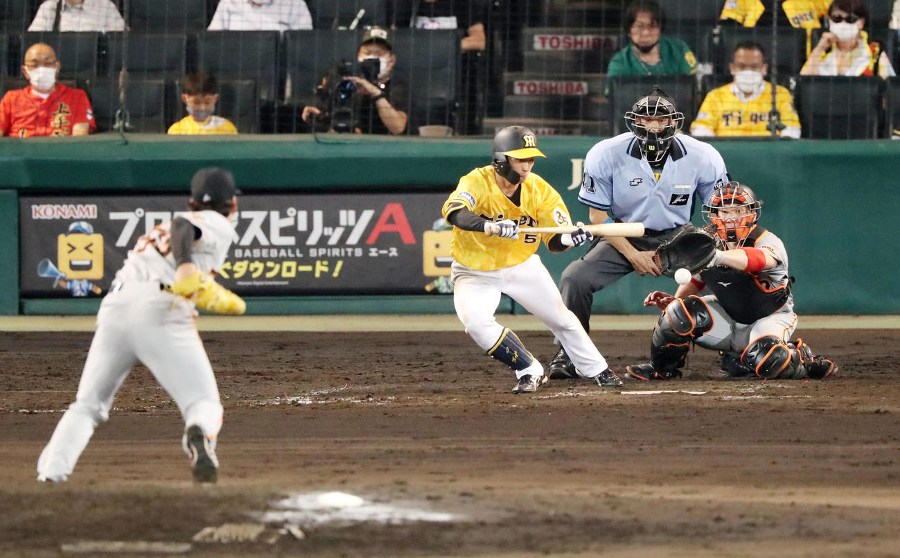 阪神対巨人　8回裏阪神1死一、二塁、近本は三塁線にバント安打を決める（撮影・加藤哉）