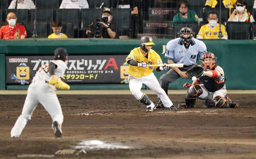 阪神対巨人　8回裏阪神1死一、二塁、近本は三塁線にバント安打を決める（撮影・加藤哉）