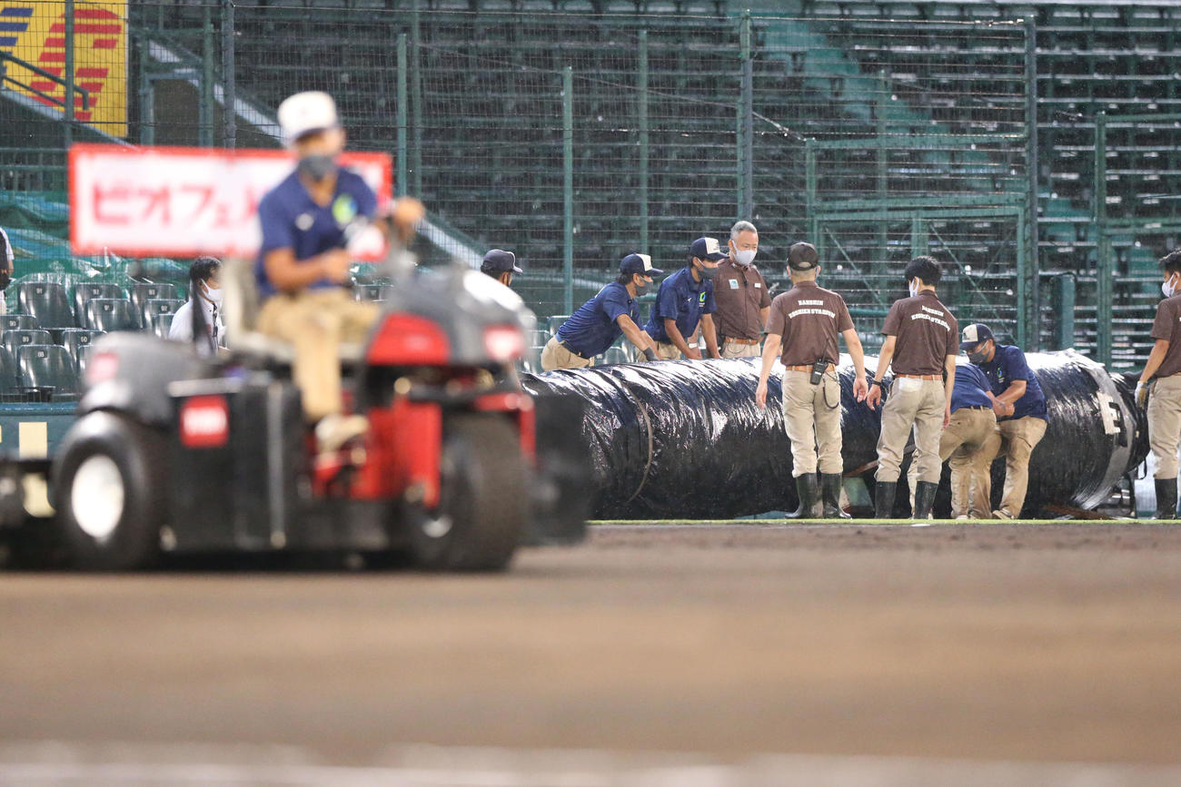 阪神対巨人　雨やみシートが外される甲子園球場（撮影・上山淳一）