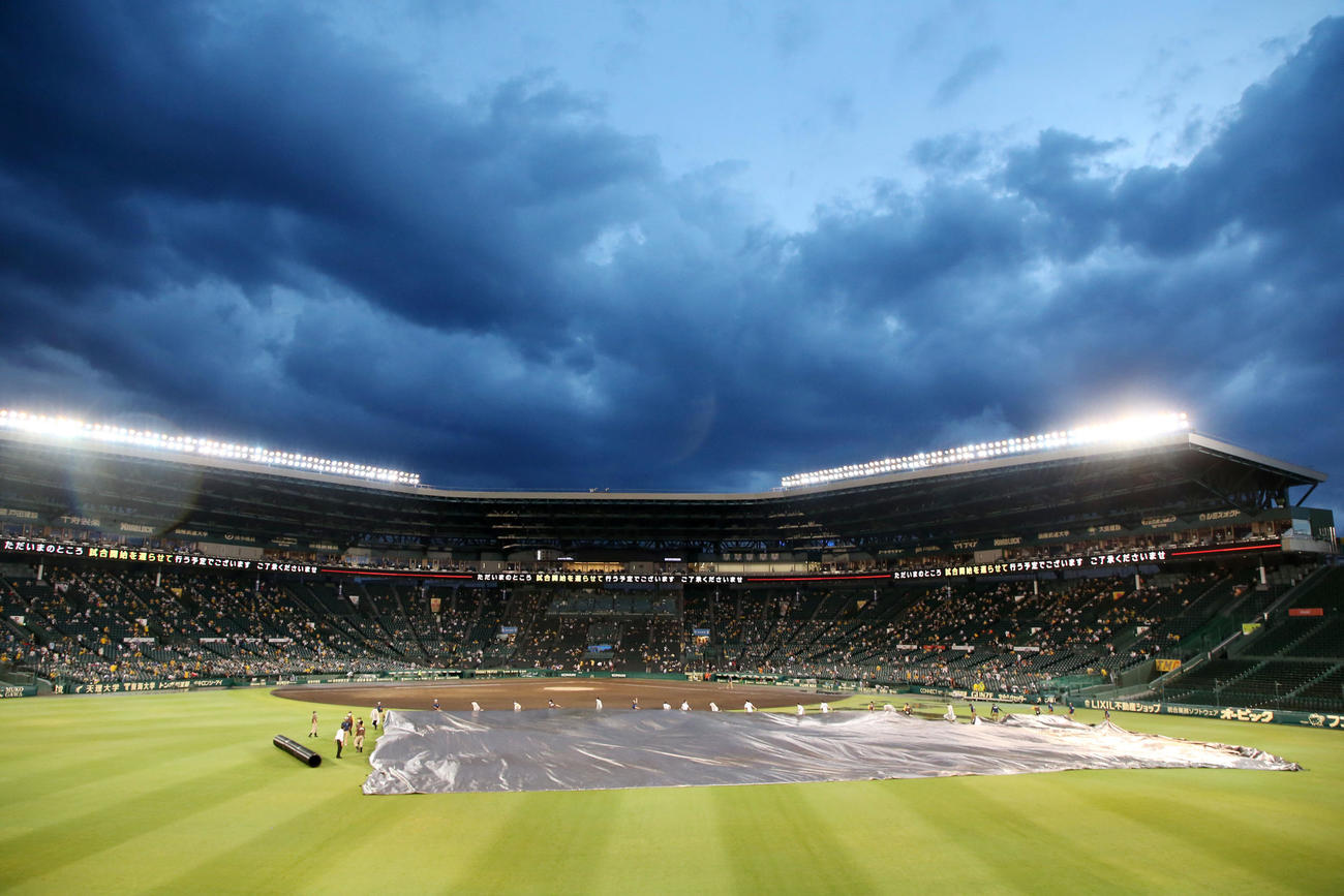 阪神対巨人　豪雨もあがりグラウンドのシートを剥がず阪神園芸の係員たち（撮影・加藤哉）