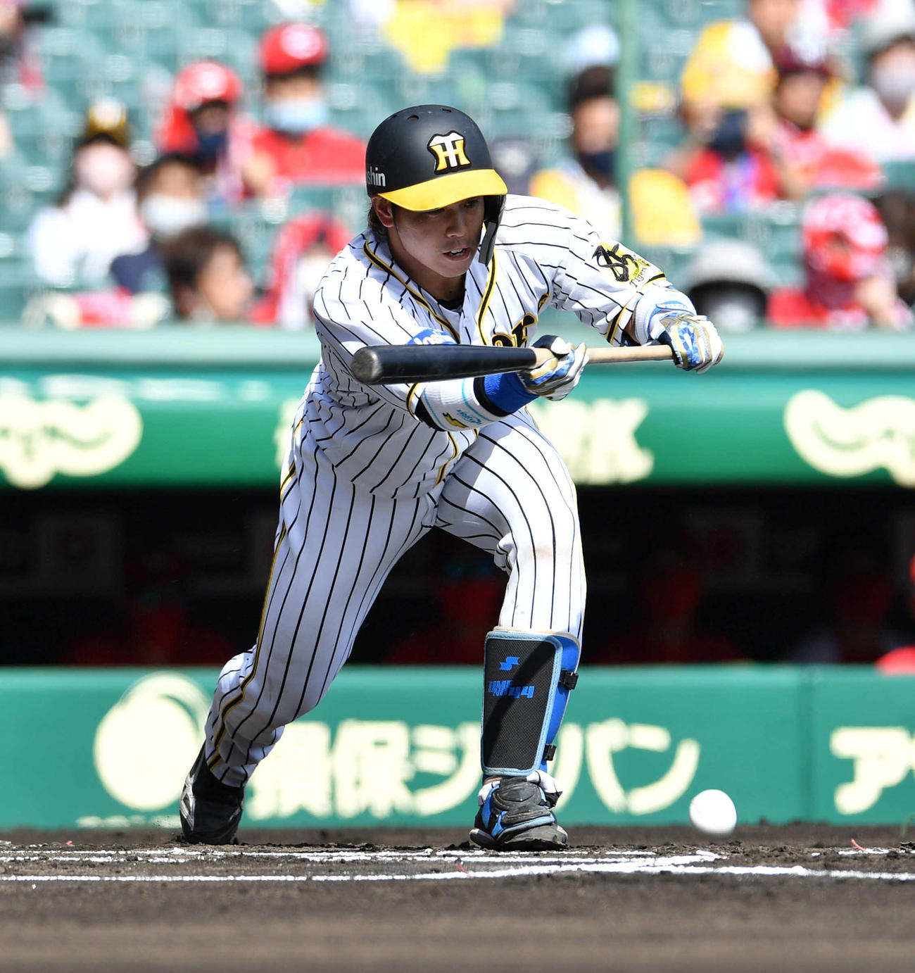 阪神対広島　1回裏阪神無死一塁、梅野は投前犠打を決める（撮影・岩下翔太）