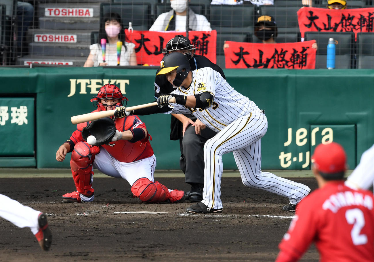 阪神対広島　3回裏阪神無死一、二塁、大山は投前送りバントを決める（撮影・前岡正明）