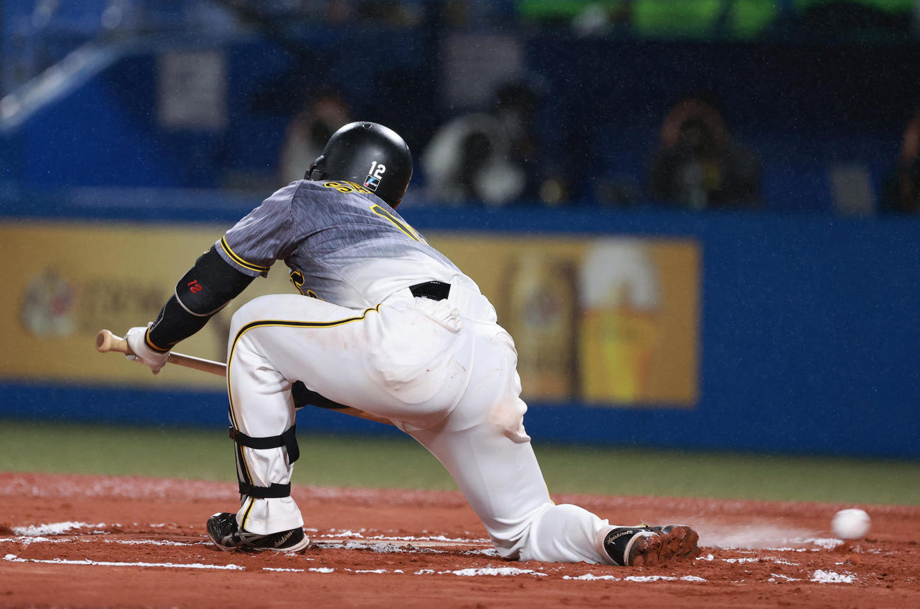 ヤクルト対阪神　6回表阪神無死二、三塁、スクイズを失敗する坂本（撮影・清水貴仁）