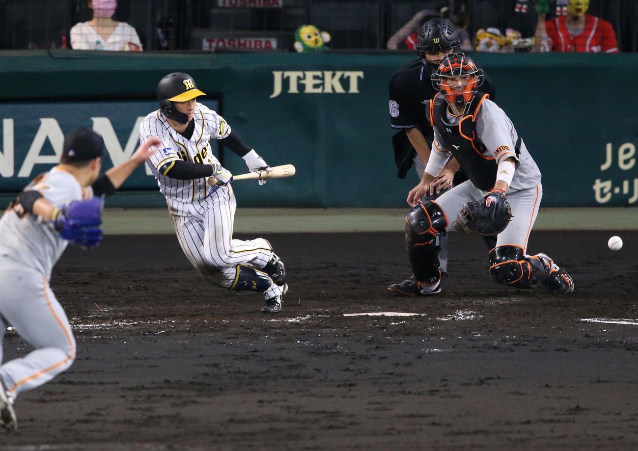 阪神対巨人　　5回裏阪神1死二塁、近本はセーフティーバントを決める（撮影・上山淳一）