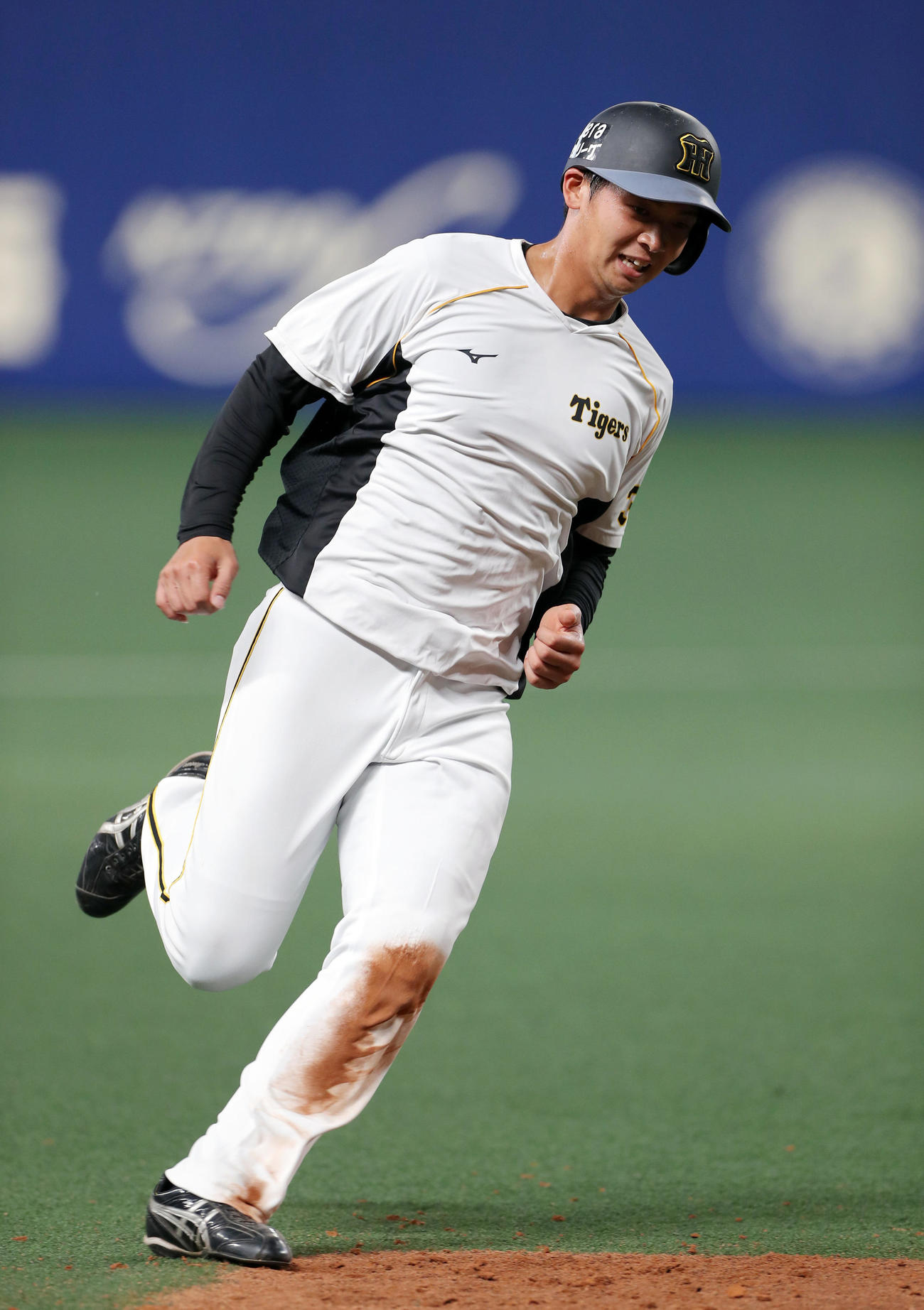 中日対阪神　走塁練習を行う阪神井上（撮影・前田充）