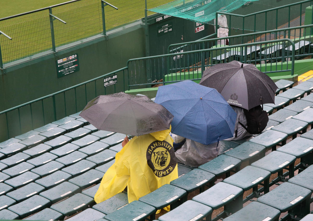 阪神対ヤクルト　雨のため、試合開始が遅延となり傘をさして試合を待つファン（撮影・上山淳一）