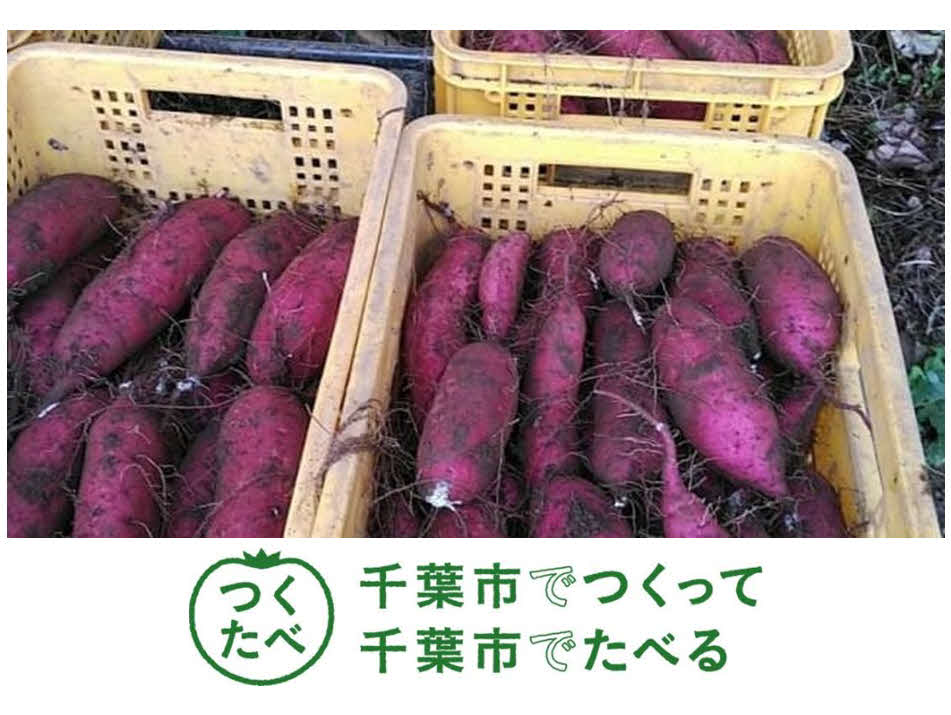ロッテが11月1日楽天戦で先着来場者にプレゼントする千葉市特産品のサツマイモ（球団提供）