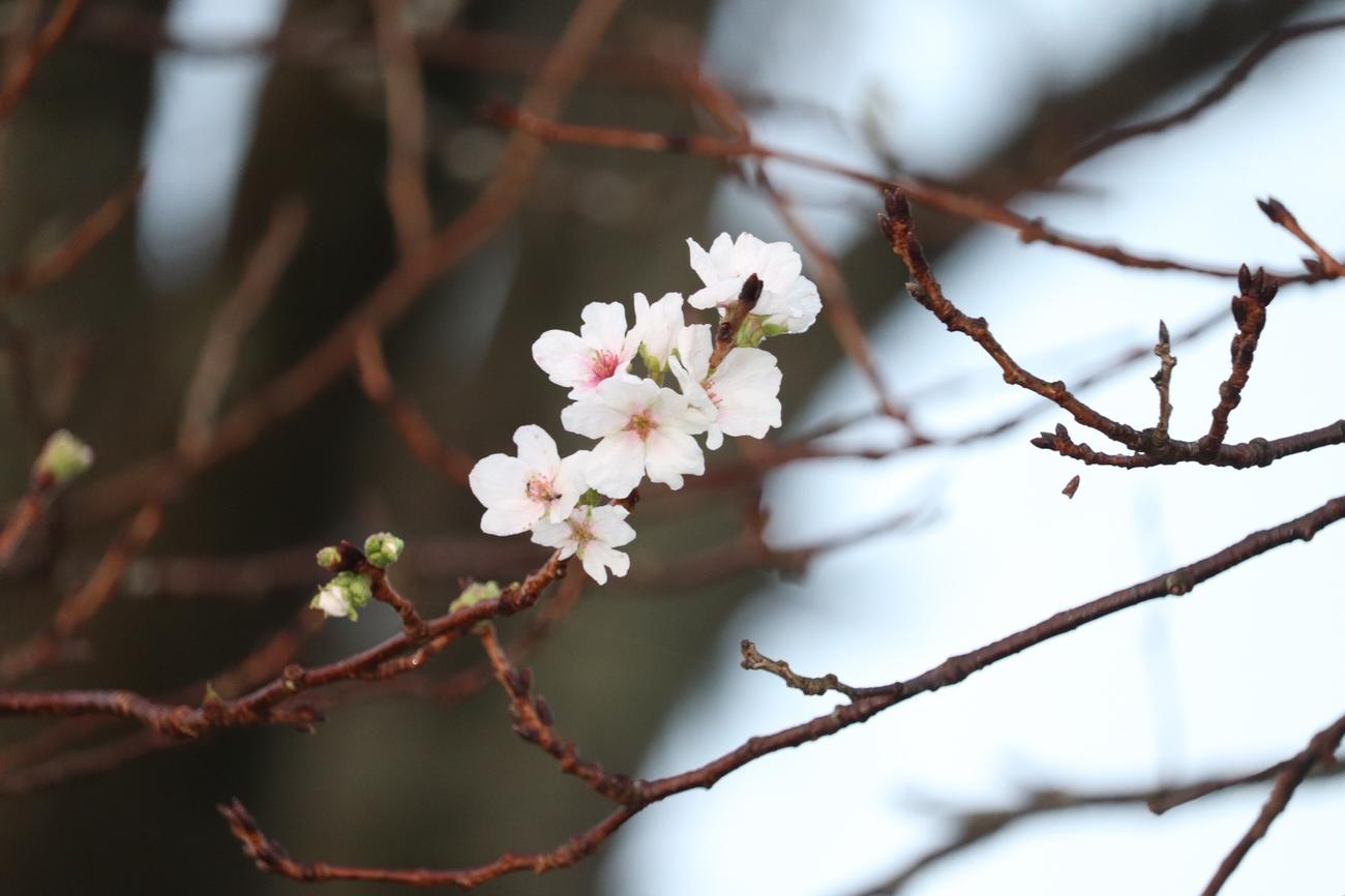 巨人戸郷が幼少期に遊んだ旭ケ丘運動公園の道中には、「ばか桜」と呼ばれる季節外れの桜が咲いていた（撮影・久永壮真）