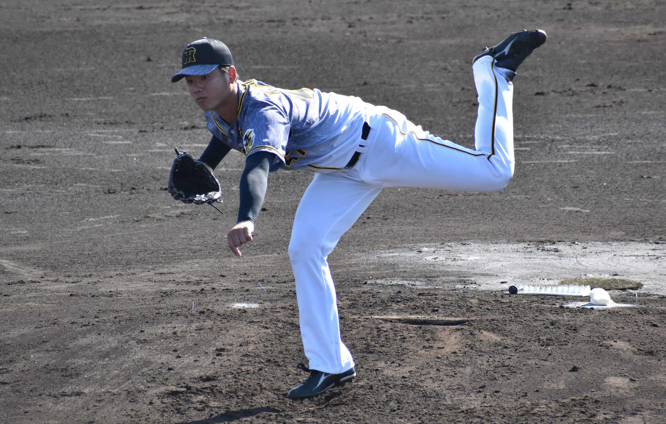 フェニックスリーグ阪神対ロッテ　5回無失点と好投した阪神川原（撮影・只松憲）