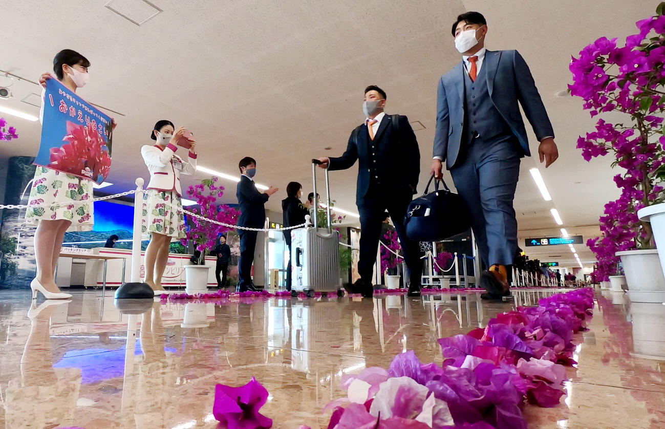 宮崎空港に到着し、ブーゲンビリアの花道を通る岡本和（右）（撮影・狩俣裕三）