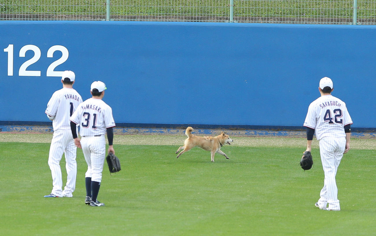グラウンドに犬が侵入し、足を止め見つめるヤクルトの選手たち（撮影・河田真司）