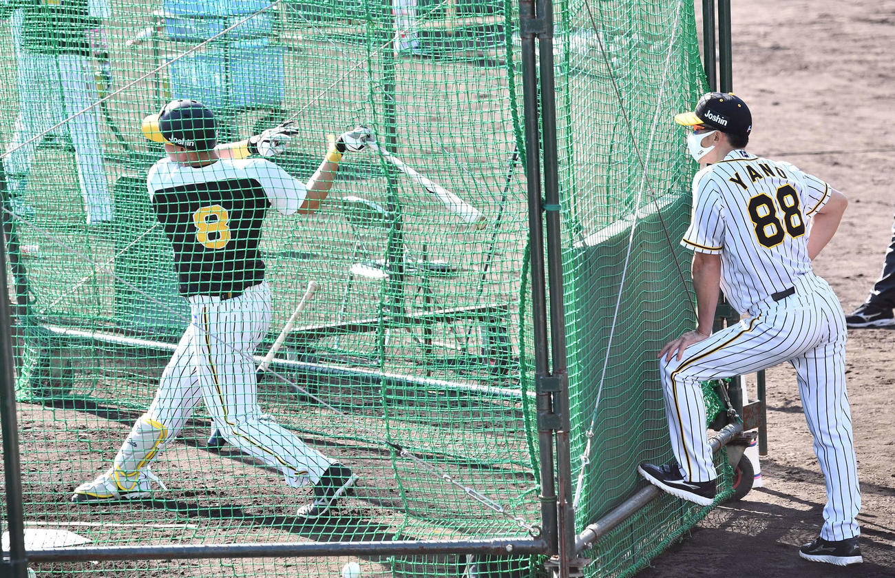 佐藤輝のフリー打撃練習を見る矢野監督（撮影・上田博志）