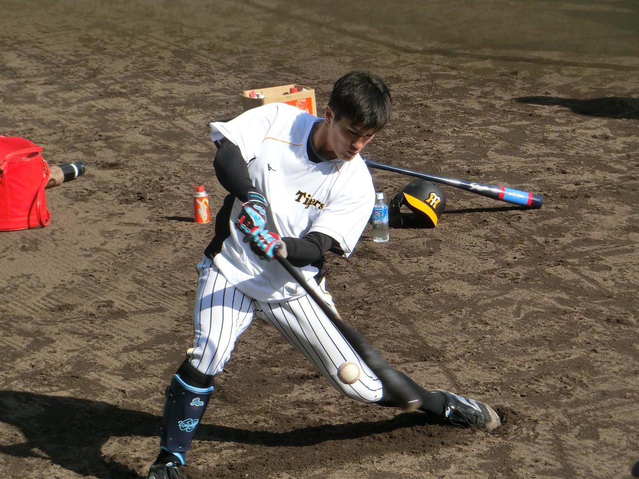 高知・安芸での2軍春季キャンプでティー打撃を行う阪神板山