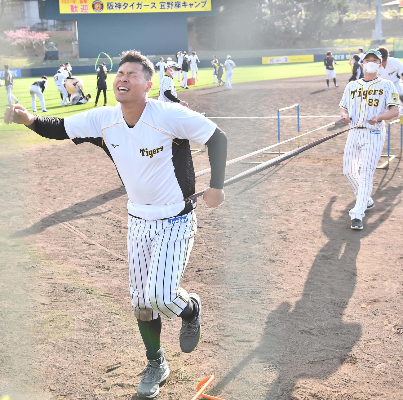 サーキットトレーニングで新井良太コーチにゴムを引っ張られもん絶の表情を見せる阪神佐藤輝明（撮影・上田博志）