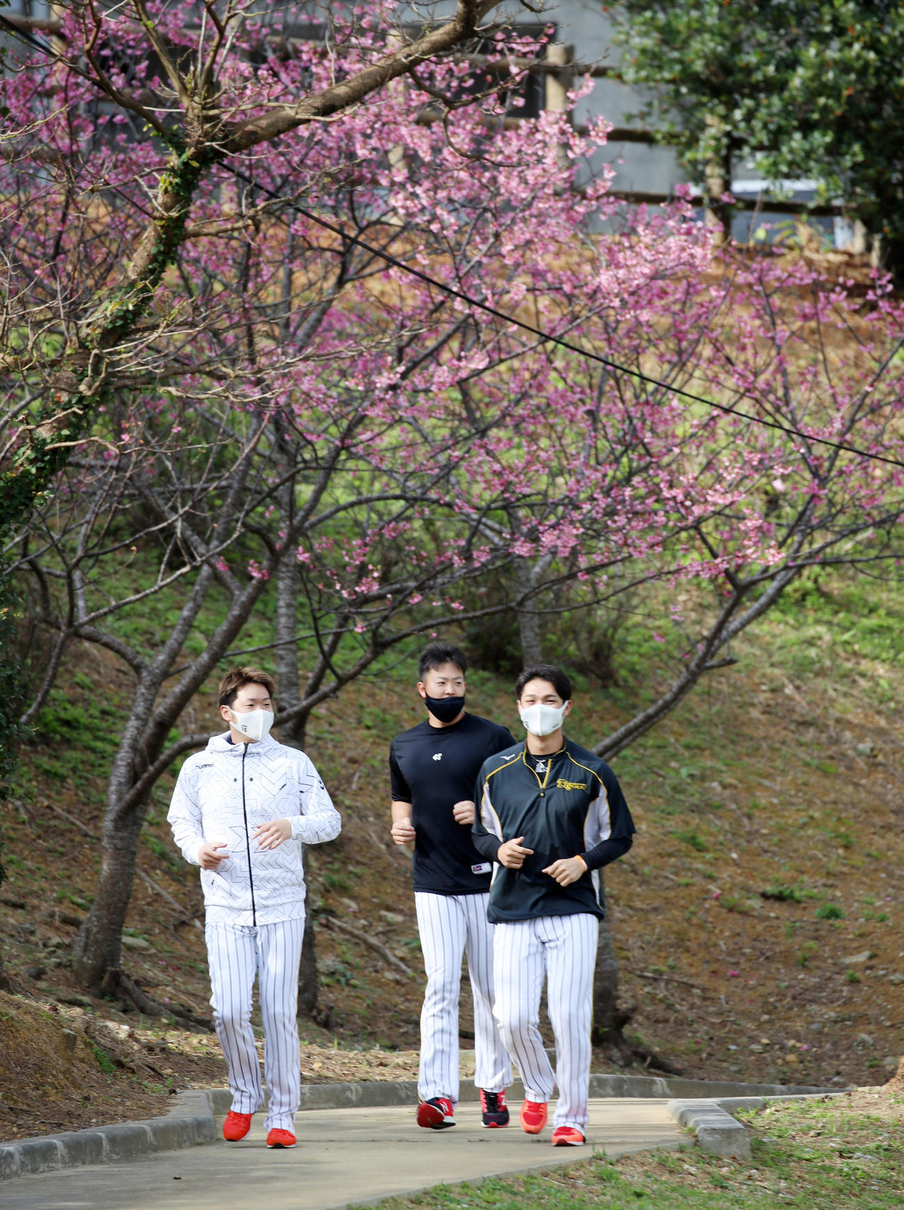 満開の桜の下をランニングする、左から西勇、斎藤、西純（撮影・加藤哉）