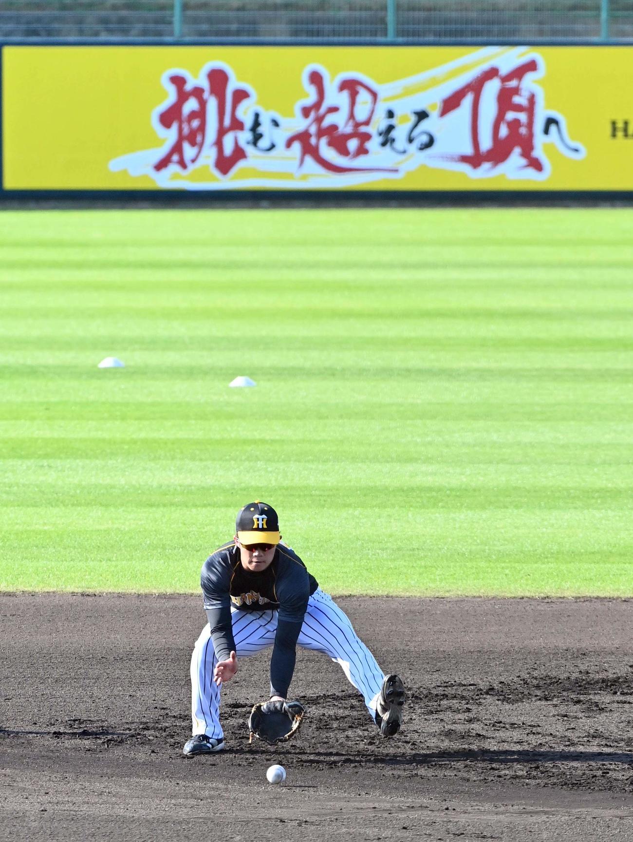 キャンプ初の早出特守を行う阪神のルーキー中野拓夢（撮影・上田博志）