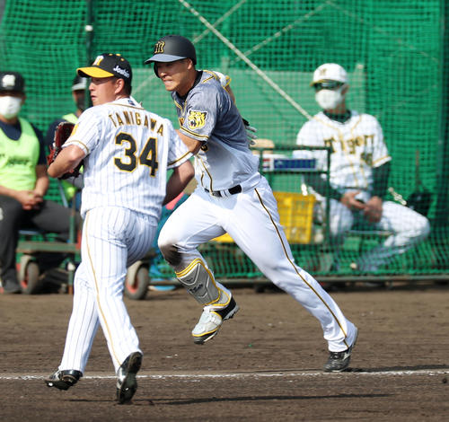 紅白戦　6回表紅組1死一塁、佐藤輝は右前打を放つ、左は谷川（撮影・加藤哉）