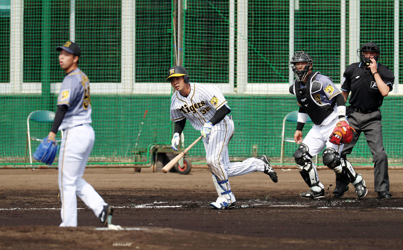 紅白戦　2回裏白組1死二塁、井上広大は中前適時打を放つ、左は青柳（撮影・加藤哉）