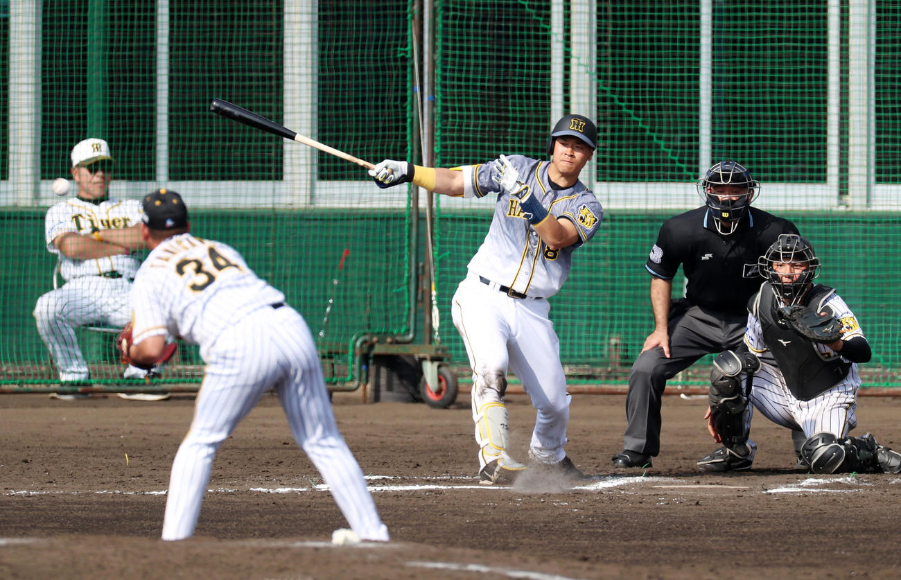 紅白戦　6回表紅組1死一塁、佐藤輝は右前打を放つ（撮影・加藤哉）