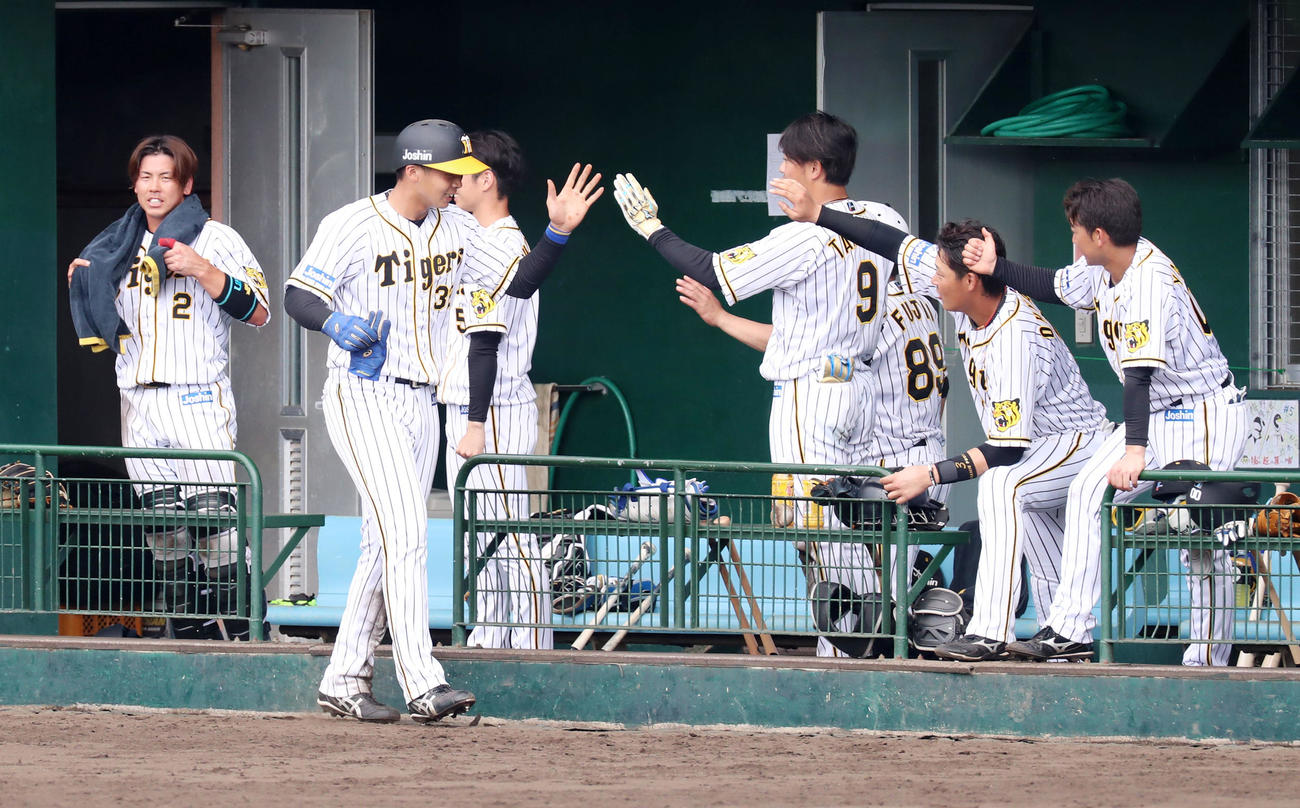 紅白戦　2回裏白組1死三塁、三走井上は北條の右犠飛で生還しベンチのナインとエアタッチする（撮影・加藤哉）