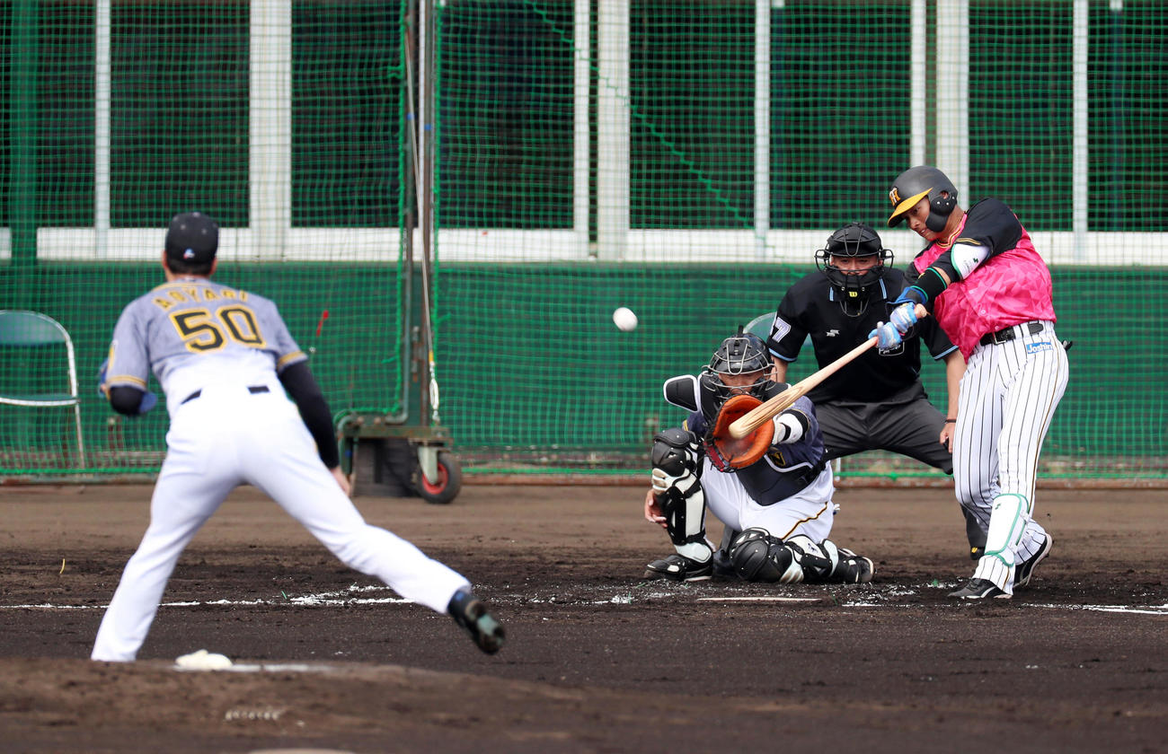 紅白戦　2回裏白組1死三塁、北條は右犠飛を放つ、左は青柳（撮影・加藤哉）