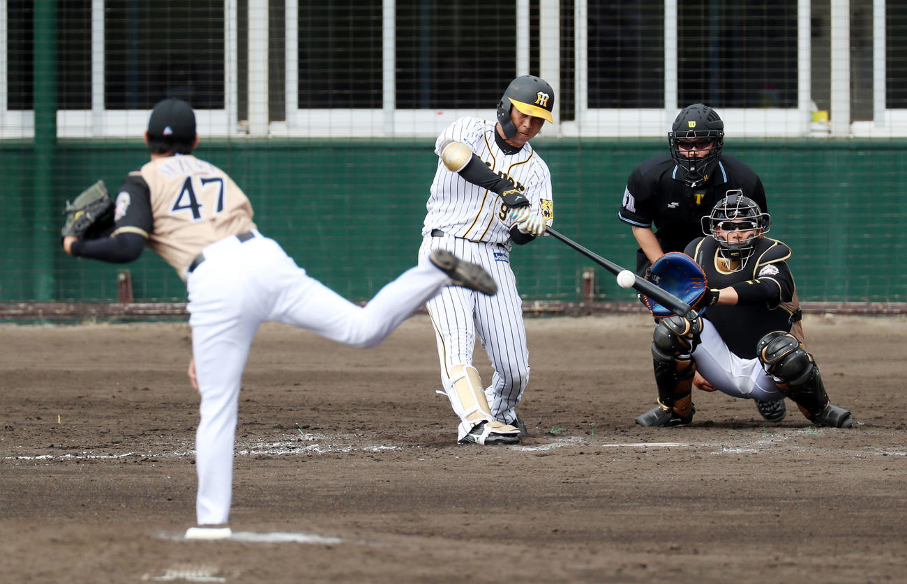 阪神対日本ハム（練習試合）　5回裏阪神無死二塁、高山は右前適時打を放つ、左は鈴木（撮影・加藤哉）