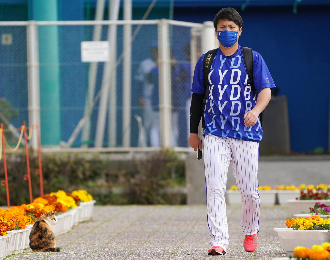 猫がお見送りする中、練習へ向かうDeNA佐野（撮影・横山健太）