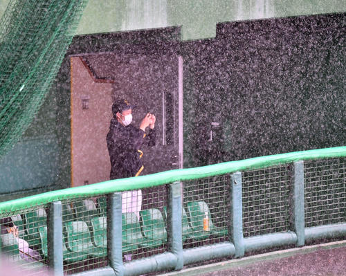 突然の豪雨で広島戦が中止となり、雨の降るグラウンドを撮影する阪神先発予定だった青柳晃洋（撮影・上田博志）
