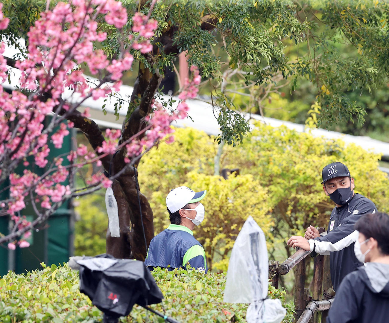 ヤクルト対ロッテ　練習試合が雨天中止となりブルペンの前で談笑するロッテ井口監督（右）とヤクルト高津監督（中央）（撮影・垰建太）