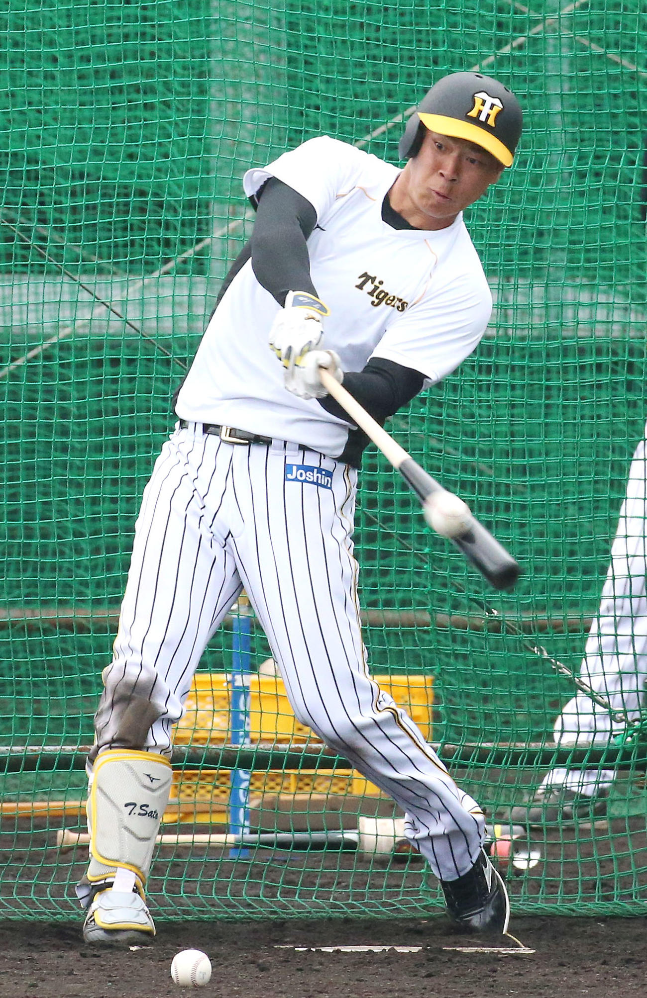 フリー打撃で汗を流す阪神佐藤輝明（撮影・上山淳一）