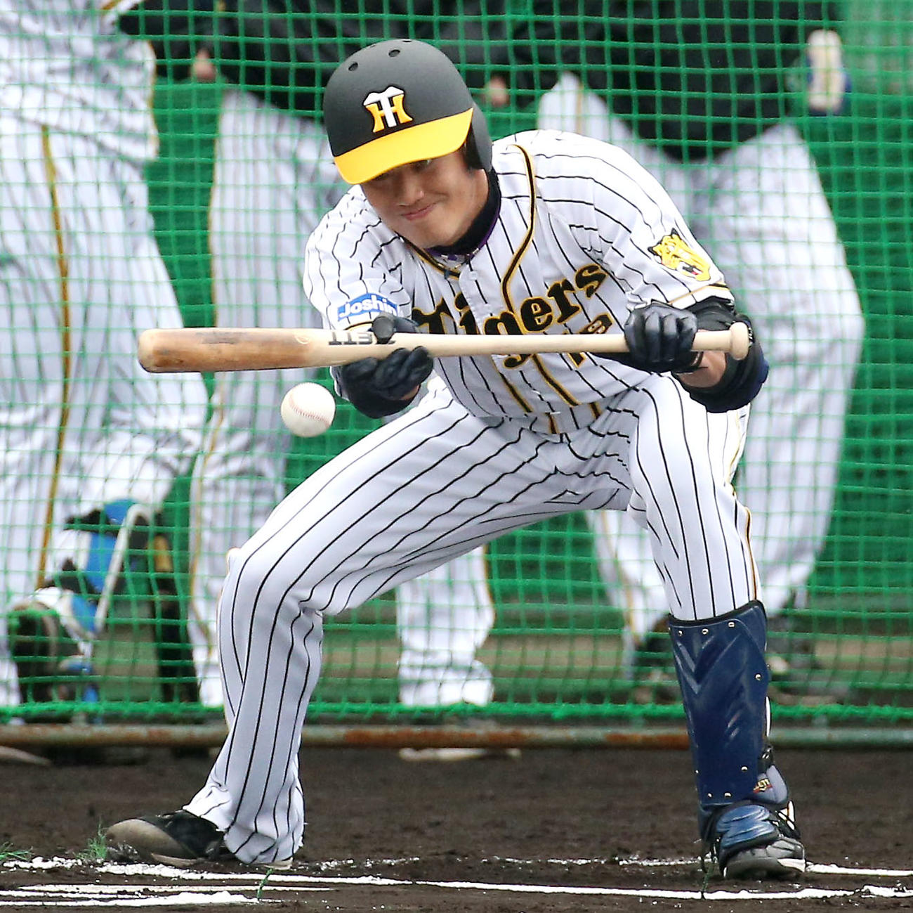 ケース打撃でバントする藤浪晋太郎（撮影・上山淳一）