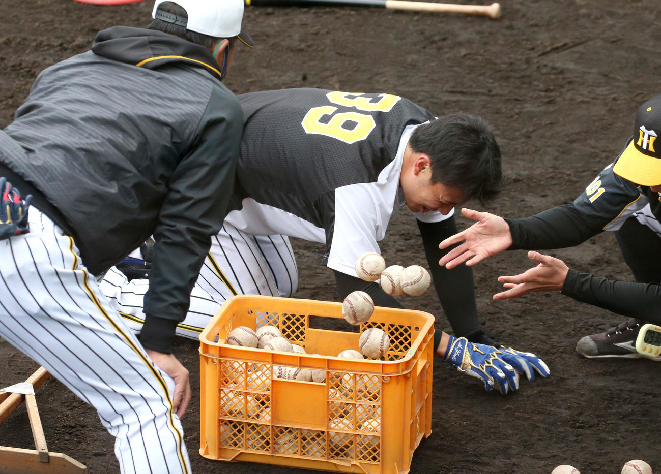 連続トスを終え倒れ込む阪神栄枝（撮影・上山淳一）