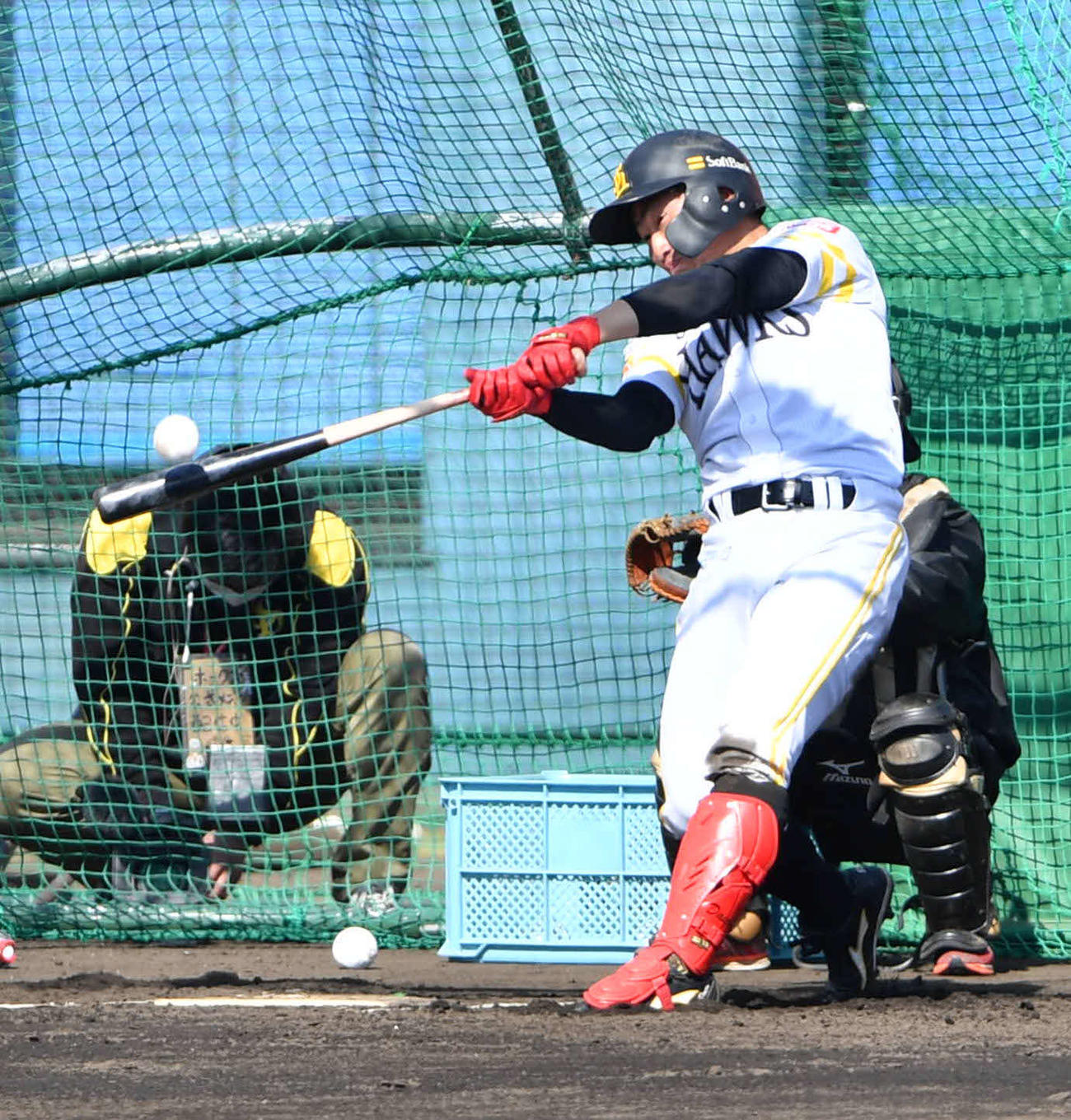 フリー打撃を行う野村（撮影・岩下翔太）