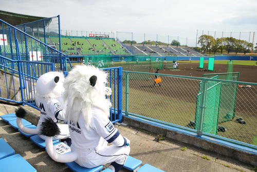西武対ロッテ　試合前、ロッテの練習を見つめるレオとライナ（撮影・垰建太）