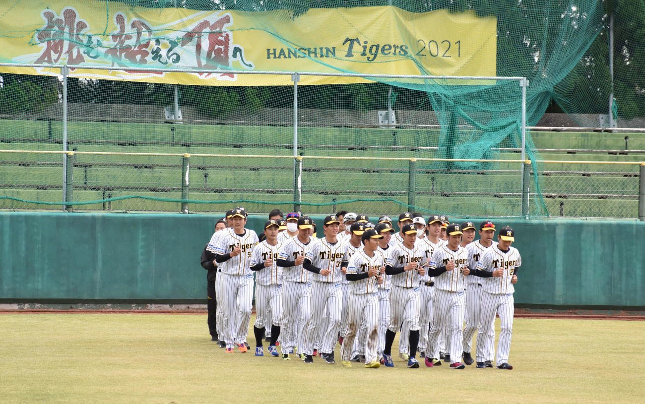 全体練習終了後、グラウンドで連帯歩調をする阪神ナイン（撮影・只松憲）