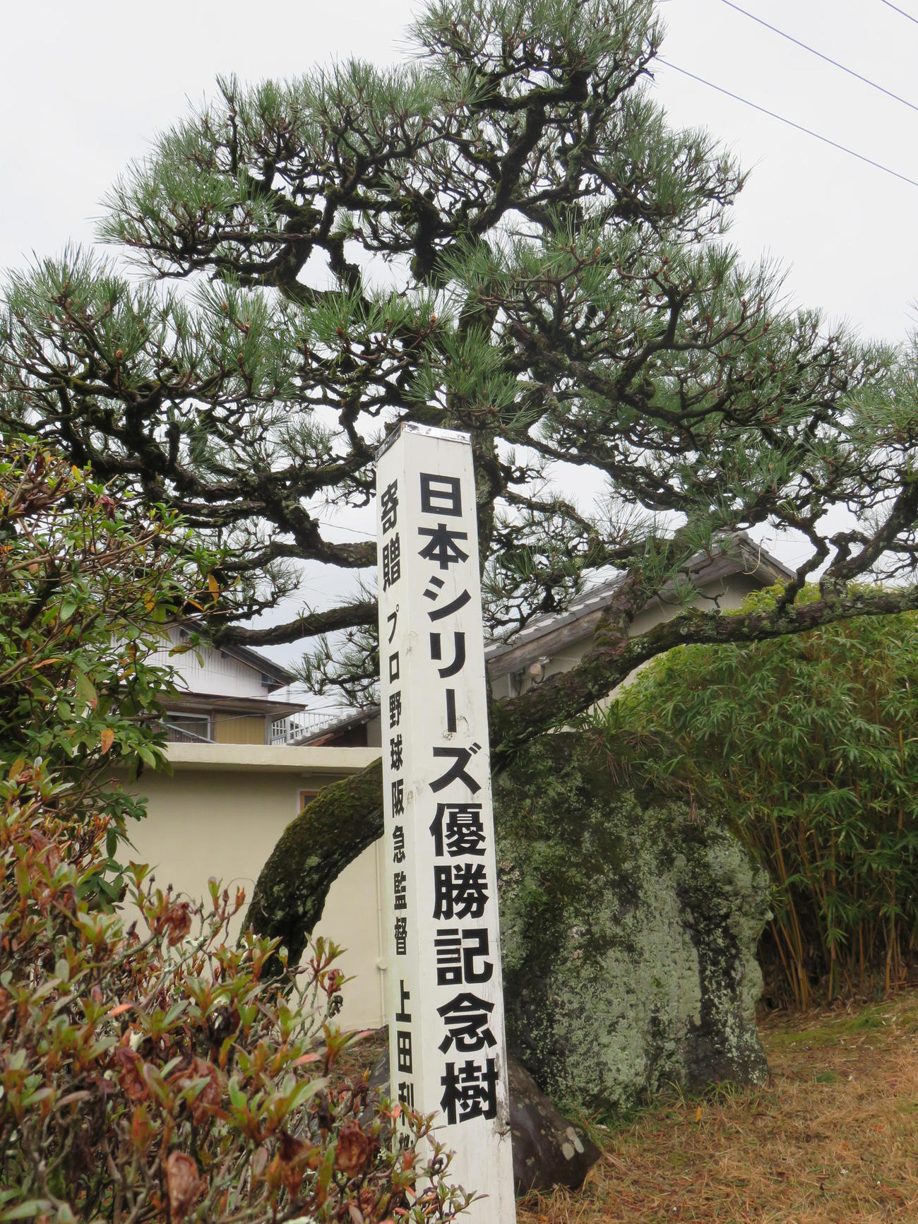 75年、日本一を達成した際に上田監督が宍喰町（現海陽町）役場に記念植樹した松の木
